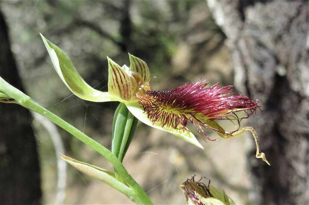 Calochilus paludosus (Red Beard Orchid), Wallaga Lake NSW © Deb Taylor