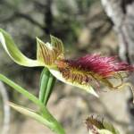 Calochilus paludosus (Red Beard Orchid), Wallaga Lake NSW © Deb Taylor