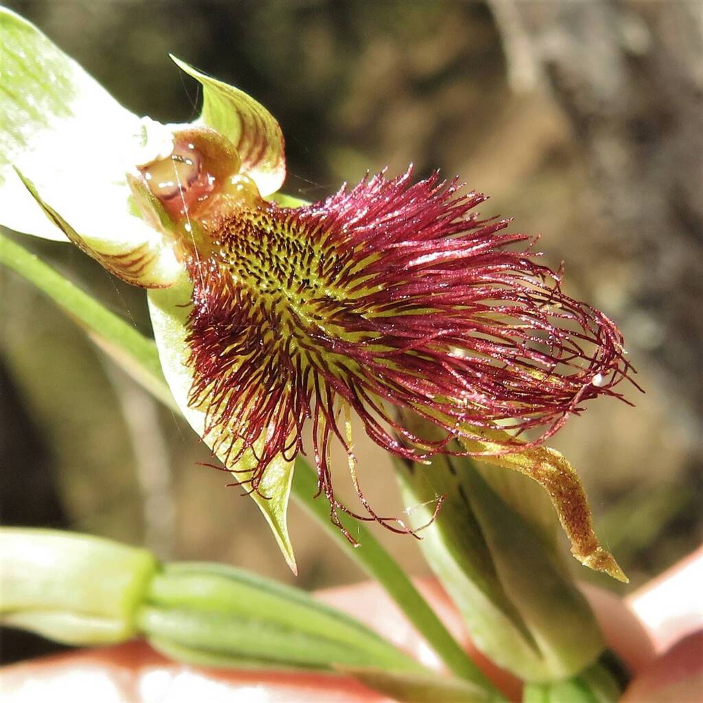 Calochilus paludosus (Red Beard Orchid), Wallaga Lake NSW © Deb Taylor