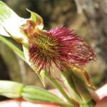 Calochilus paludosus (Red Beard Orchid), Wallaga Lake NSW © Deb Taylor