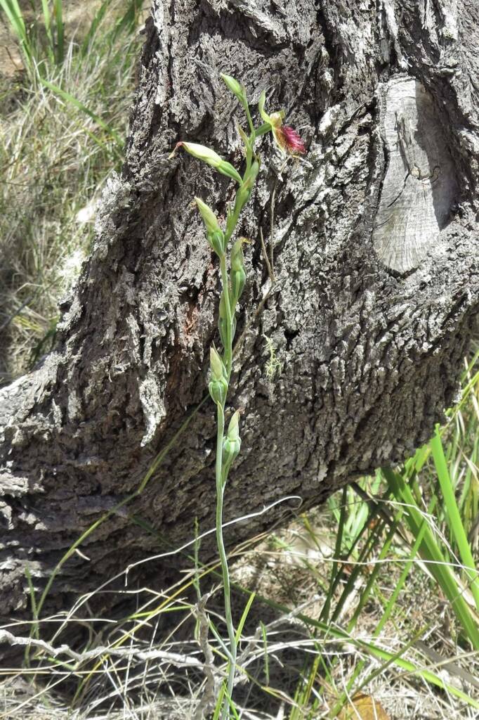 Calochilus paludosus (Red Beard Orchid), Wallaga Lake NSW © Deb Taylor