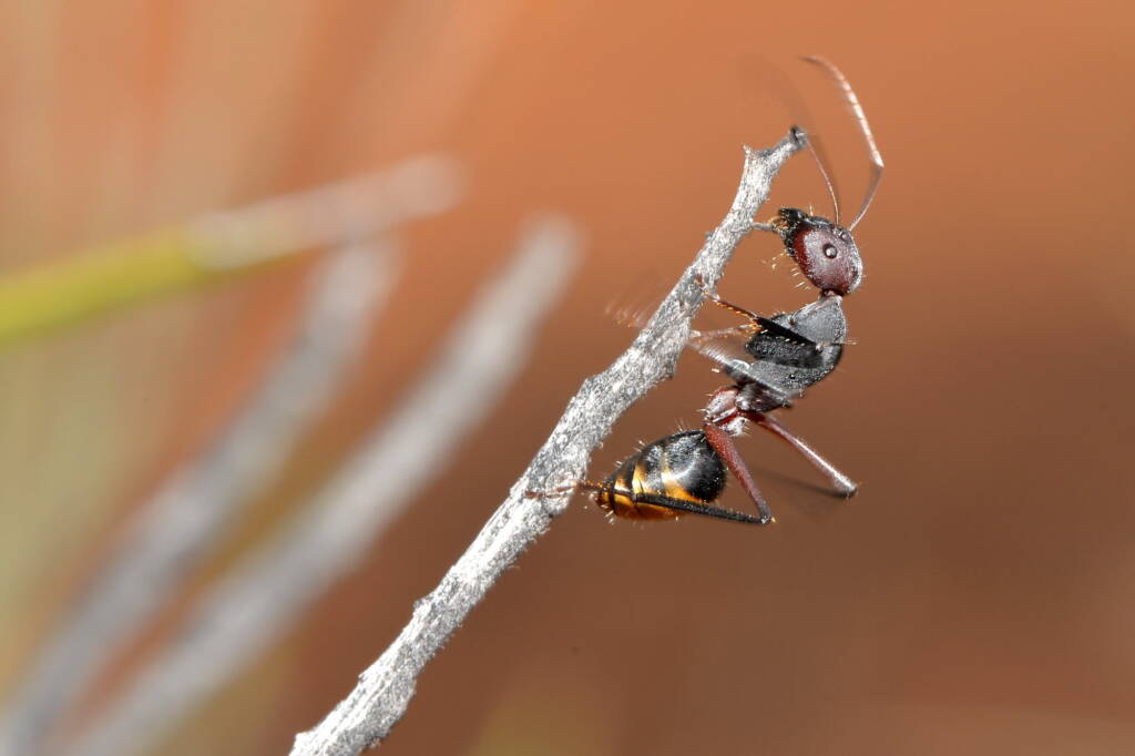 Camponotus aurocinctus, Leinster WA © Jean and Fred Hort
