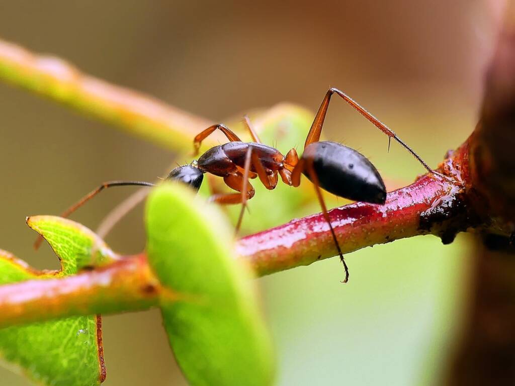 Banded Sugar Ant (Camponotus consobrinus), Belair SA © Marianne Broug