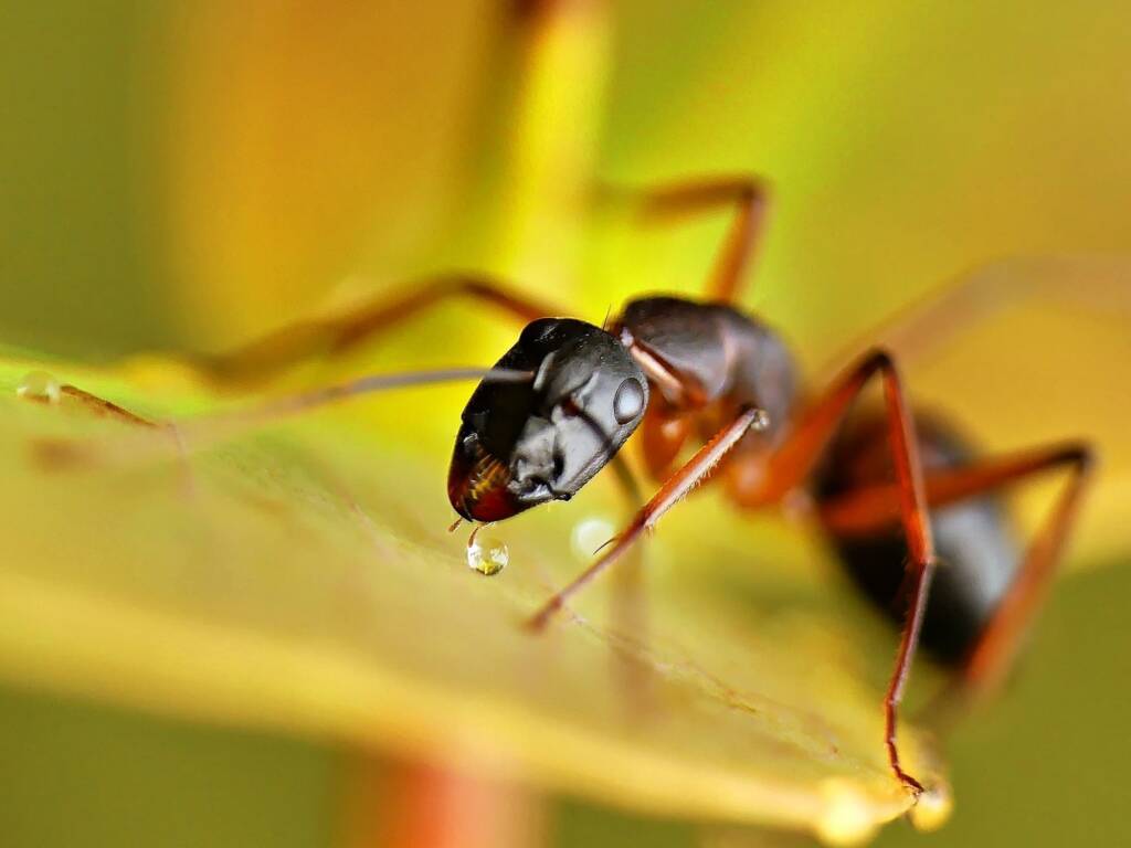 Banded Sugar Ant (Camponotus consobrinus), Belair SA © Marianne Broug
