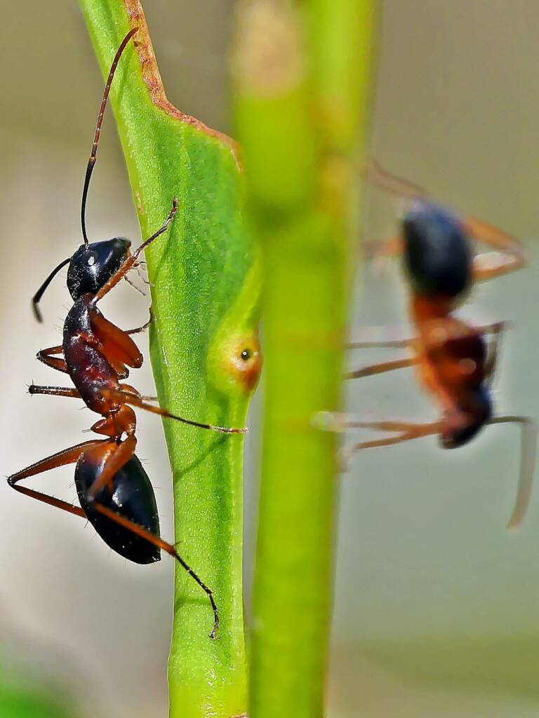 Banded Sugar Ant (Camponotus consobrinus), Belair SA © Marianne Broug