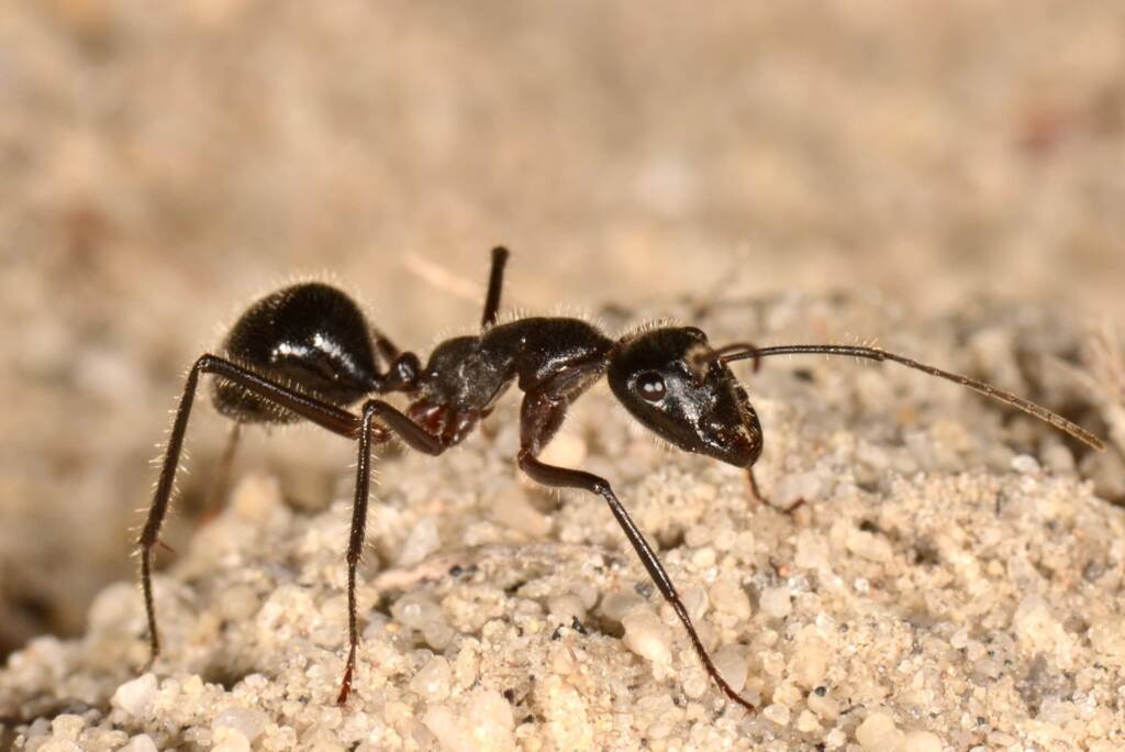 Camponotus molossus, Talbot Road Reserve, Stratton WA © Jean and Fred Hort