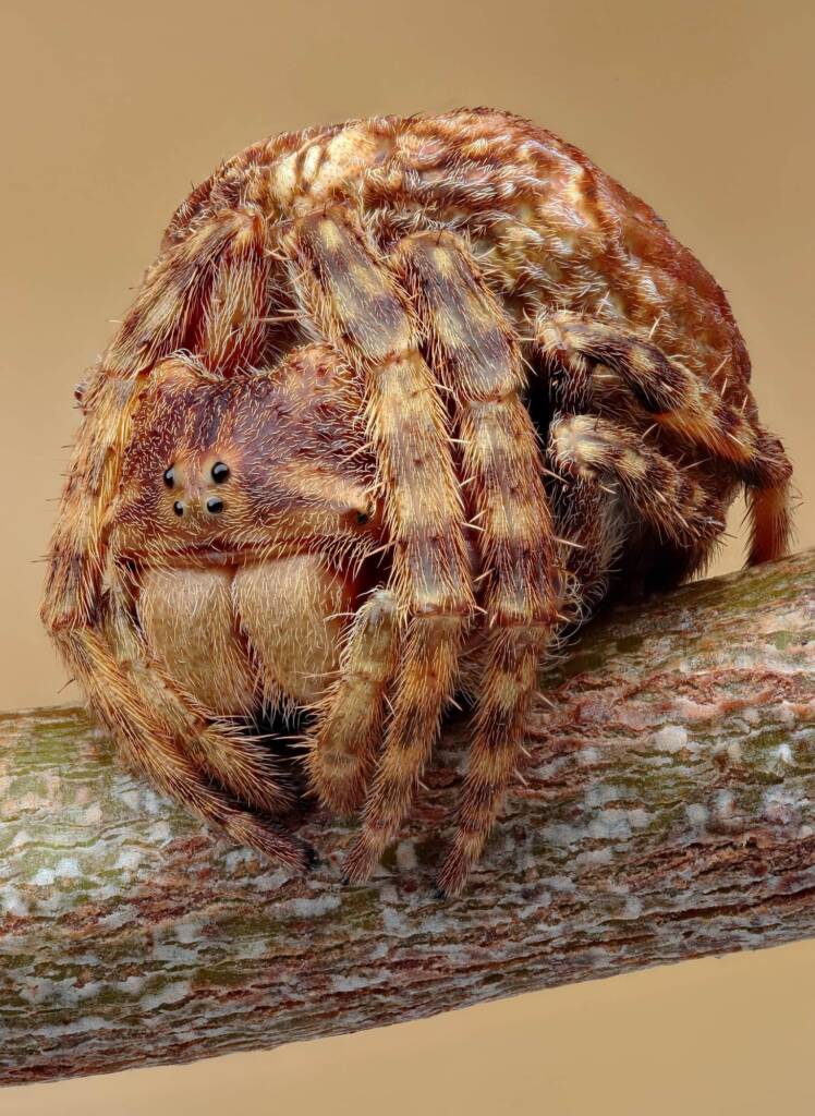 Genus Carepalxis, Patonga NSW © Michael Doe