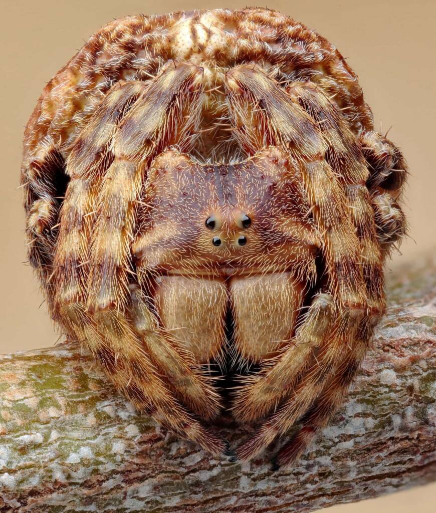 Genus Carepalxis, Patonga NSW © Michael Doe