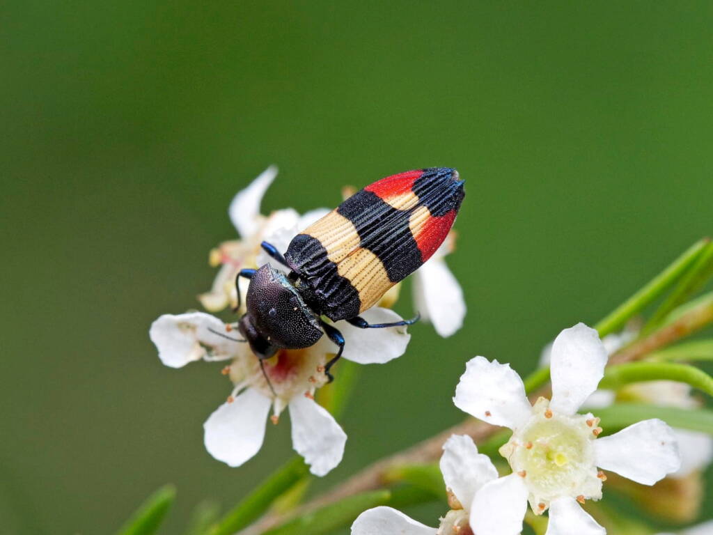 Castiarina bella, Nerang QLD © Hongming Kan