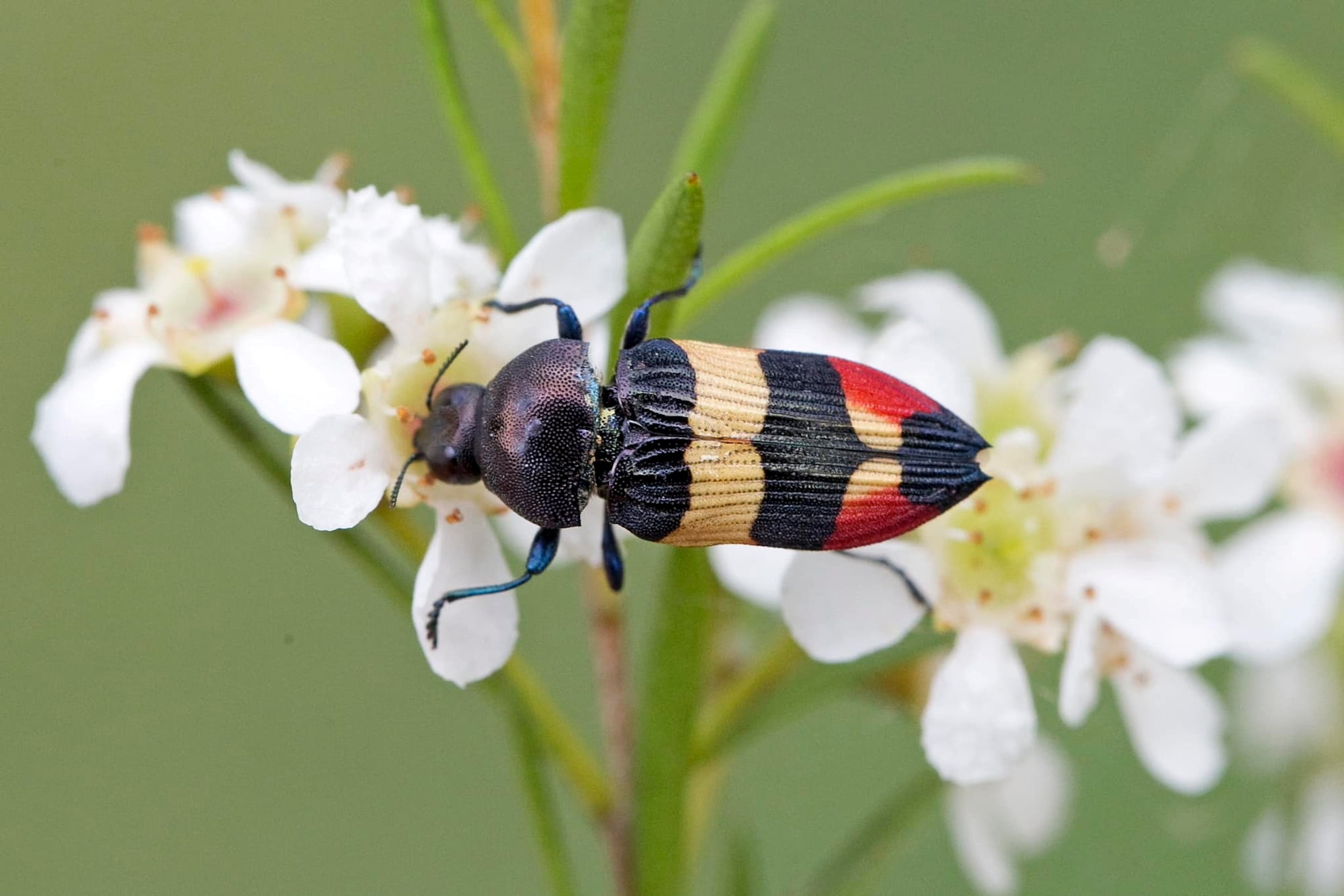 Castiarina bella, Nerang QLD © Hongming Kan