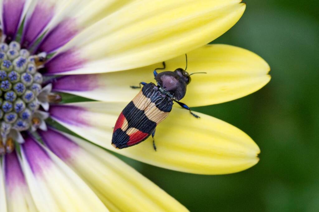 Castiarina bella, Nerang QLD © Hongming Kan