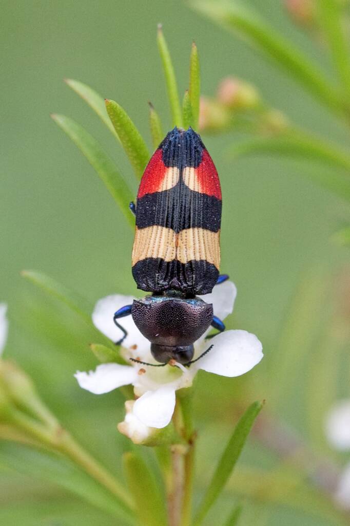 Castiarina bella, Nerang QLD © Hongming Kan