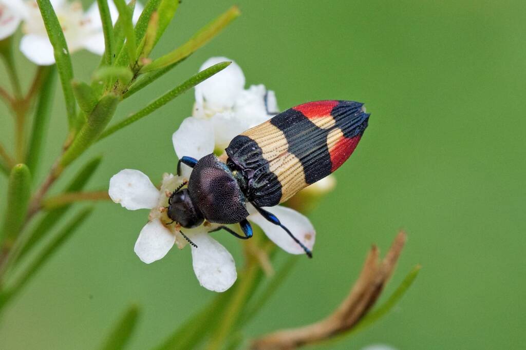 Castiarina bella, Nerang QLD © Hongming Kan