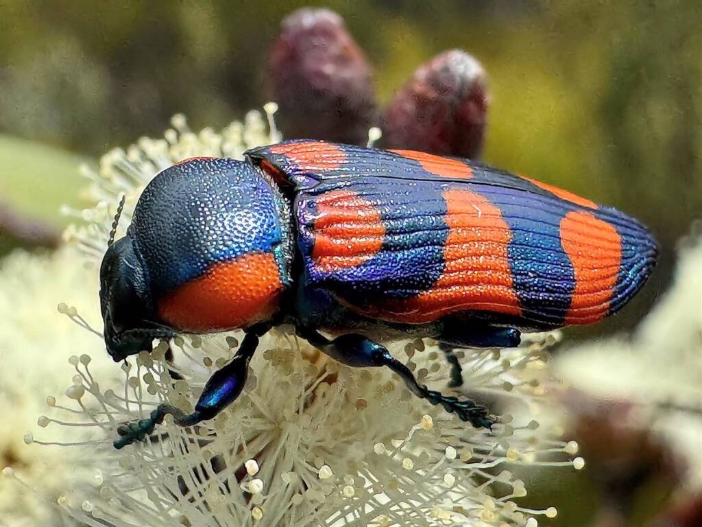 Castiarina castelnaudi, Ravensthorpe WA © Mark Hanlon