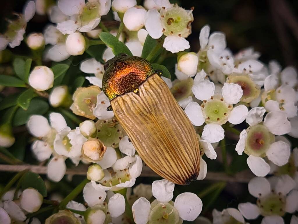 Castiarina cinnamomea, Childers QLD © Cory Dale
