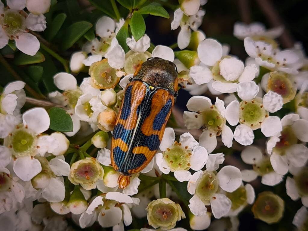 Castiarina cupida, Childers QLD © Cory Dale