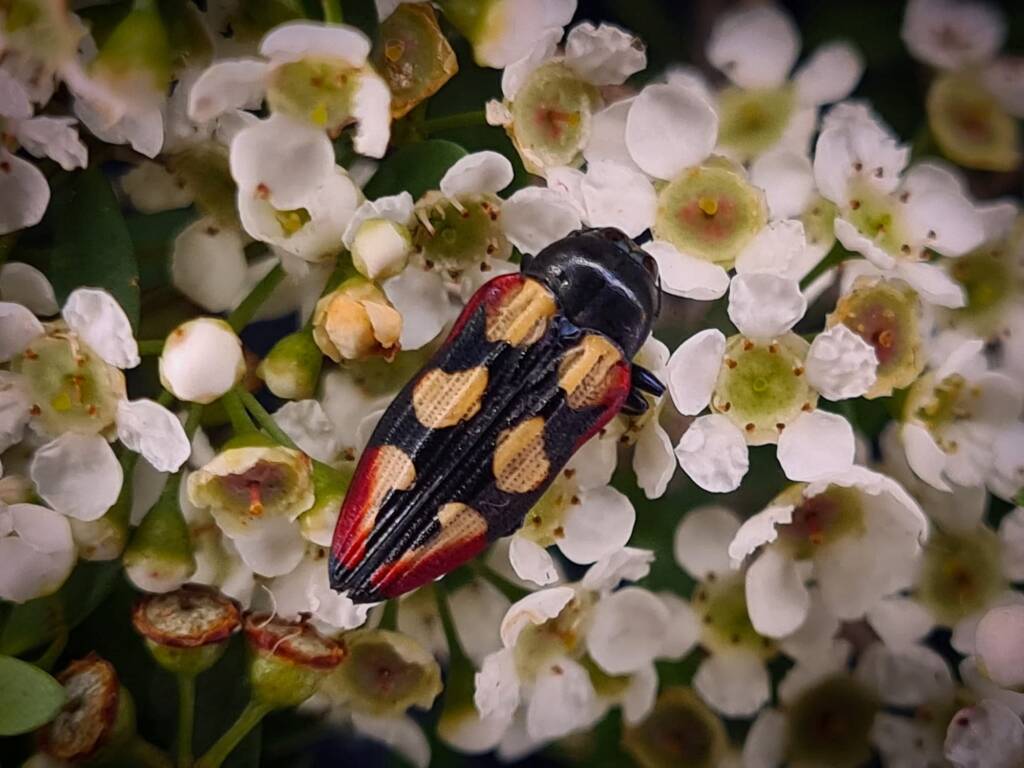 Castiarina frauciana, Childers QLD © Cory Dale
