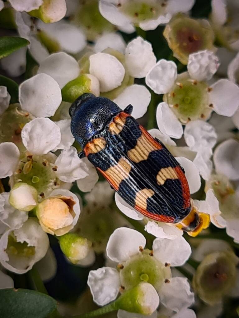 Castiarina haswelli, Childers QLD © Cory Dale