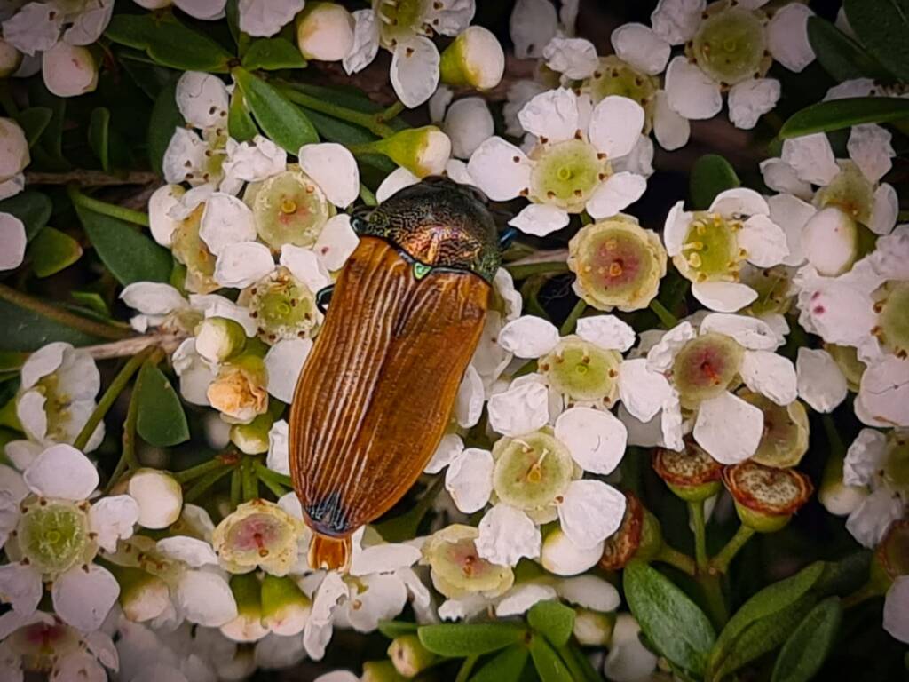 Castiarina jucunda, Childers QLD © Cory Dale
