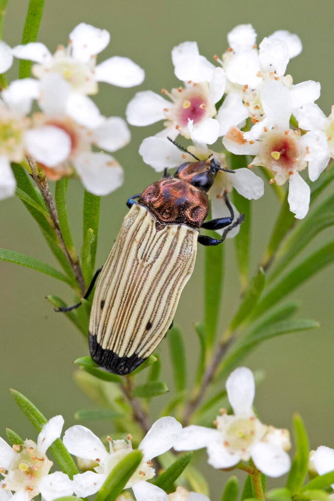 Castiarina luteipennis, Nerang QLD © Hongming Kan