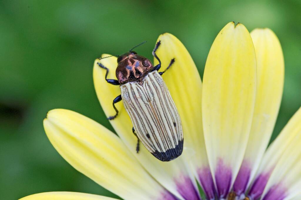 Castiarina luteipennis, Nerang QLD © Hongming Kan