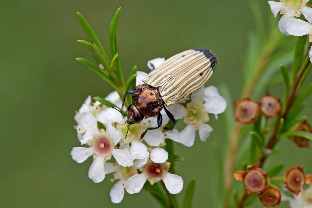 Castiarina luteipennis, Nerang QLD © Hongming Kan