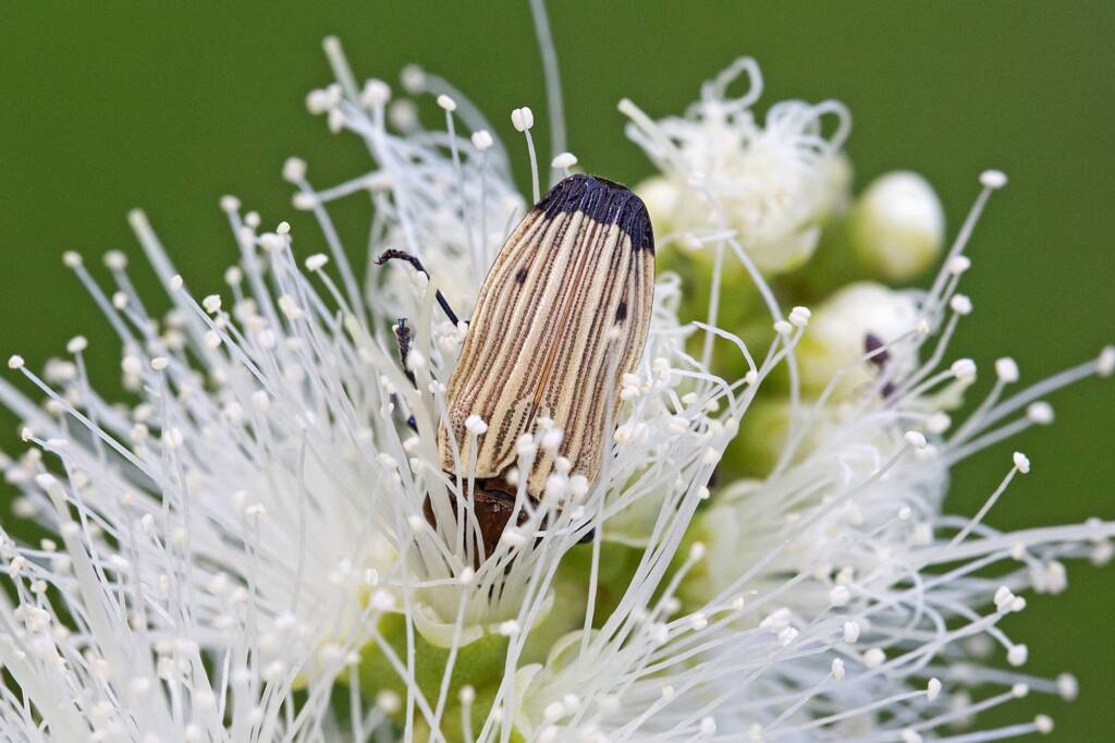 Castiarina luteipennis, Nerang QLD © Hongming Kan