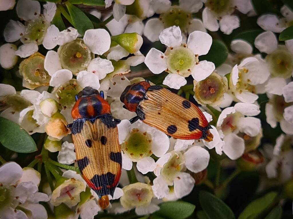 Castiarina mustelamajor, Childers QLD © Cory Dale