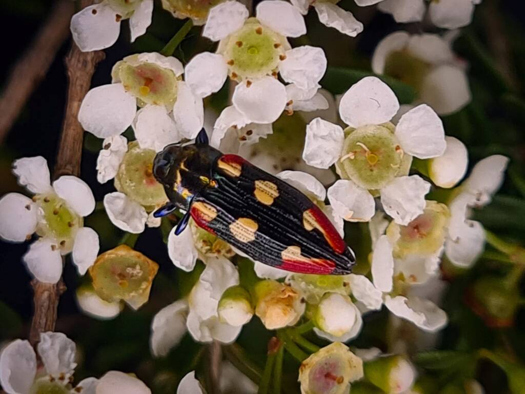 Castiarina producta, Childers QLD © Cory Dale