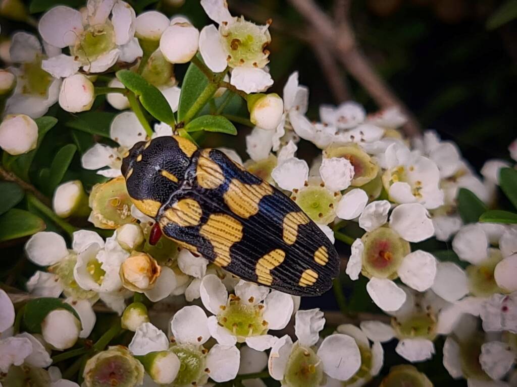 Castiarina rufipes, Childers QLD © Cory Dale