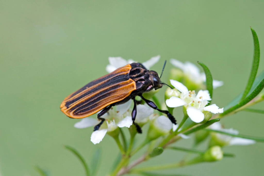 Castiarina spinolae, Nerang QLD © Hongming Kan