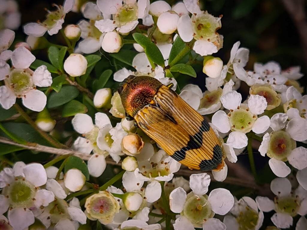 Castiarina strigata, Childers QLD © Cory Dale
