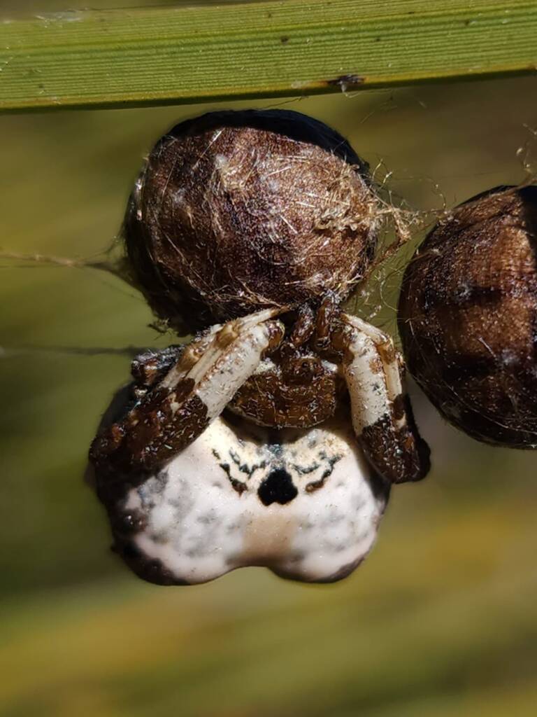 Celaenia excavata (Common Bird-dropping Spider), Stirling Range National Park WA © Julie Schofield