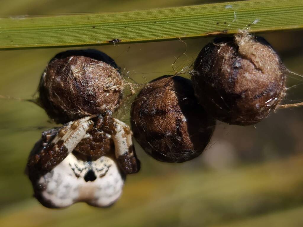 Celaenia excavata (Common Bird-dropping Spider), Stirling Range National Park WA © Julie Schofield