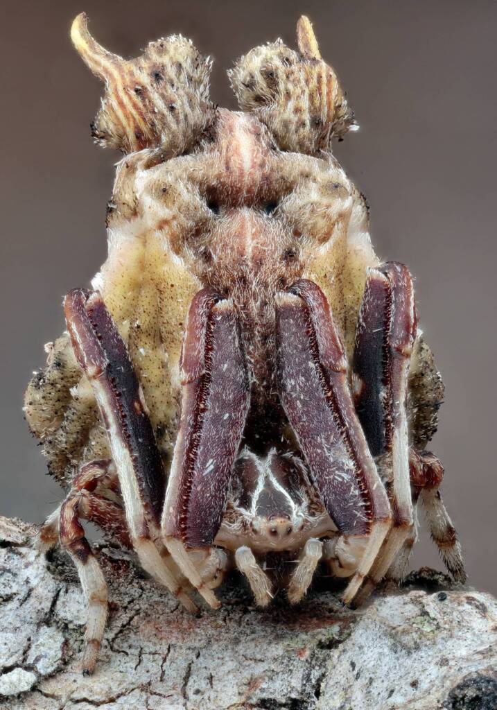 Celaenia sp, Patonga NSW © Michael Doe