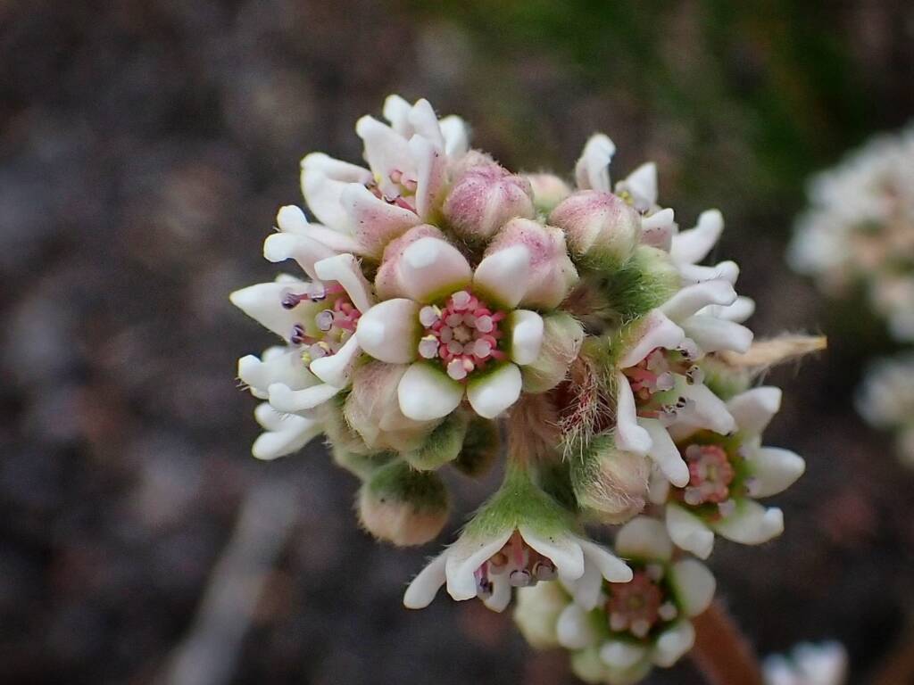 Cephalotus follicularis (Western Australian Pitcher Plant), Great Southern Region WA © Terry Dunham