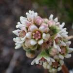 Cephalotus follicularis (Western Australian Pitcher Plant), Great Southern Region WA © Terry Dunham