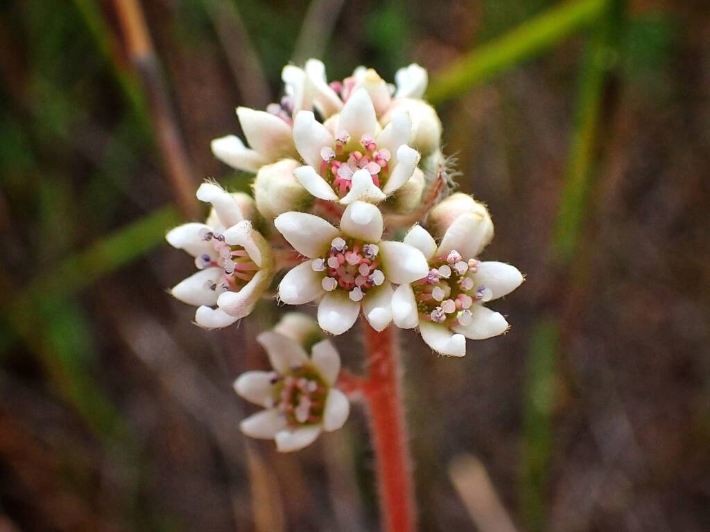 Cephalotus follicularis (Western Australian Pitcher Plant), Great Southern Region WA © Terry Dunham