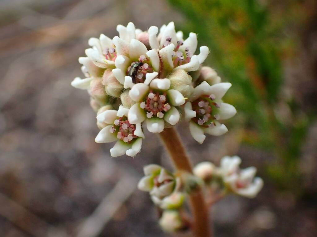 Cephalotus follicularis (Western Australian Pitcher Plant), Great Southern Region WA © Terry Dunham