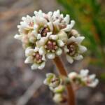 Cephalotus follicularis (Western Australian Pitcher Plant), Great Southern Region WA © Terry Dunham