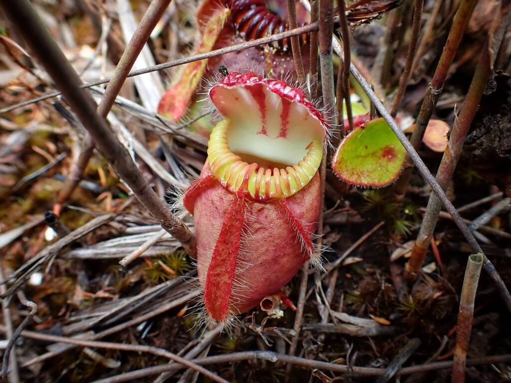 Cephalotus follicularis (Western Australian Pitcher Plant), Great Southern Region WA © Terry Dunham