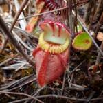 Cephalotus follicularis (Western Australian Pitcher Plant), Great Southern Region WA © Terry Dunham