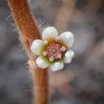 Cephalotus follicularis (Western Australian Pitcher Plant), Great Southern Region WA © Terry Dunham