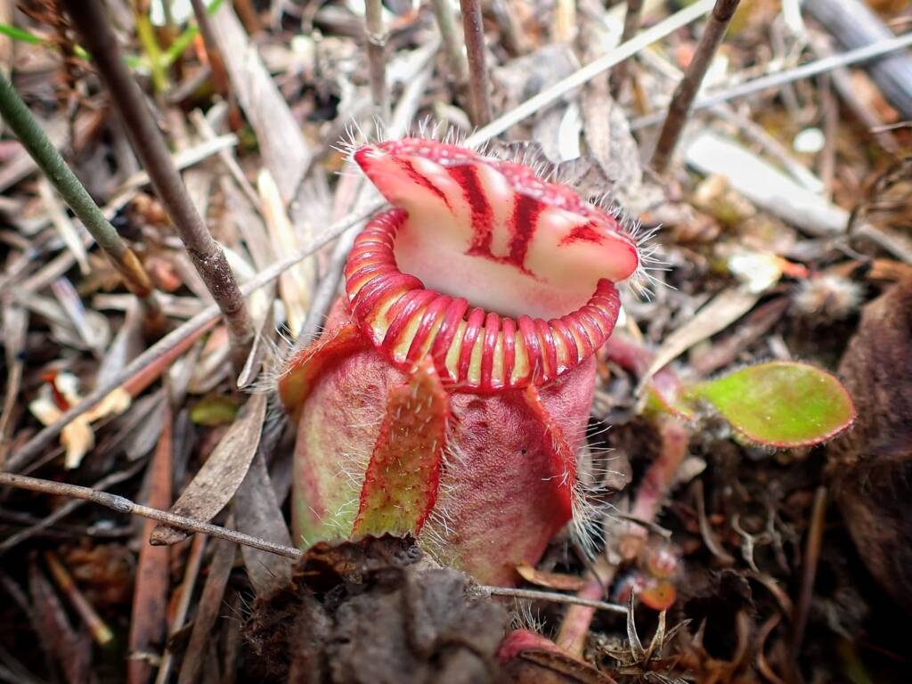 Cephalotus follicularis (Western Australian Pitcher Plant), Great Southern Region WA © Terry Dunham