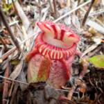 Cephalotus follicularis (Western Australian Pitcher Plant), Great Southern Region WA © Terry Dunham