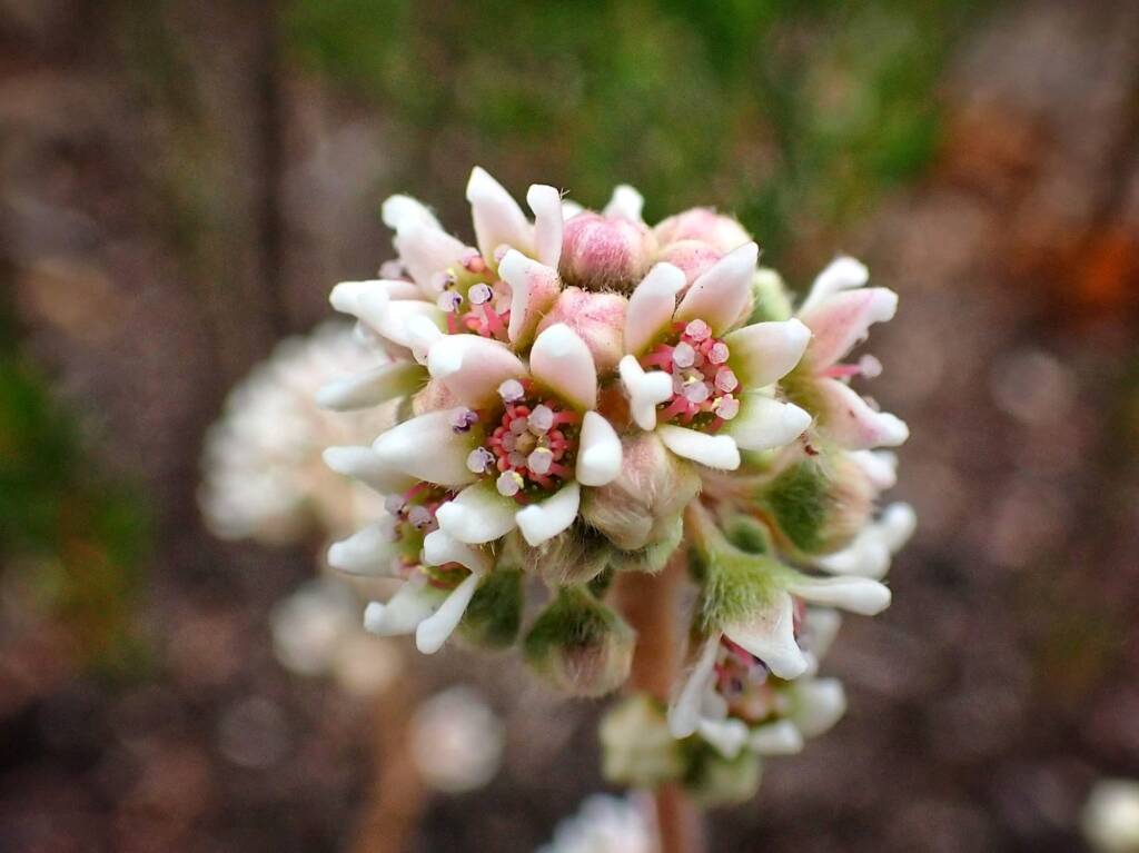 Cephalotus follicularis (Western Australian Pitcher Plant), Great Southern Region WA © Terry Dunham
