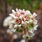 Cephalotus follicularis (Western Australian Pitcher Plant), Great Southern Region WA © Terry Dunham