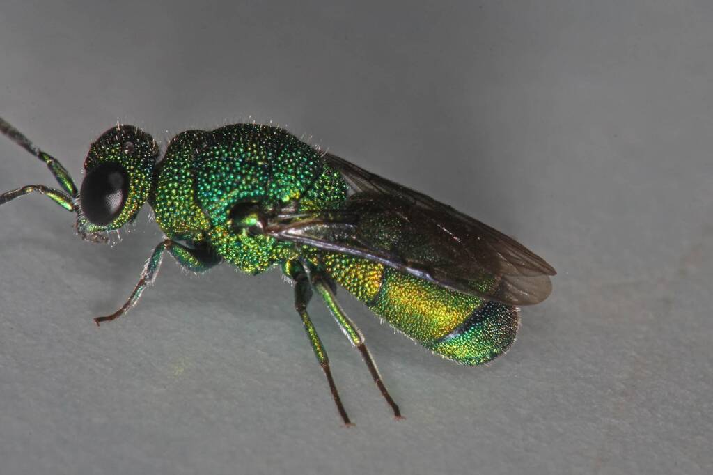Chrysididae (Cuckoo Wasp), Ballandean QLD © Marc Newman