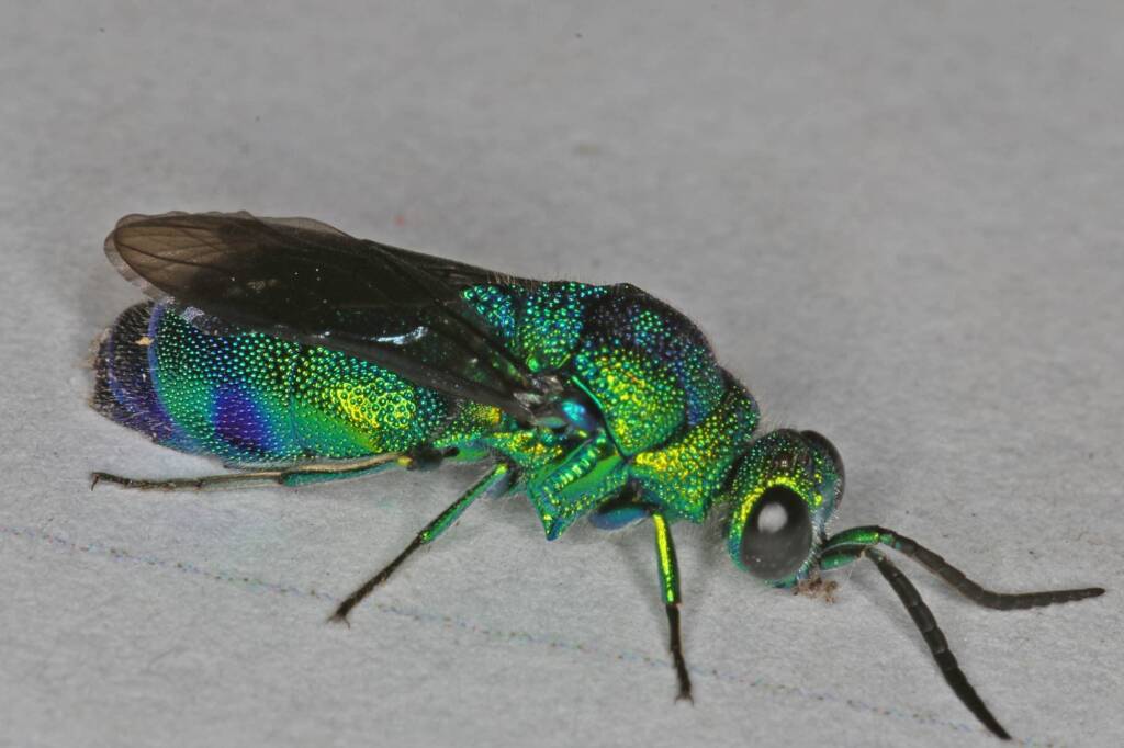 Chrysididae (Cuckoo Wasp), Ballandean QLD © Marc Newman