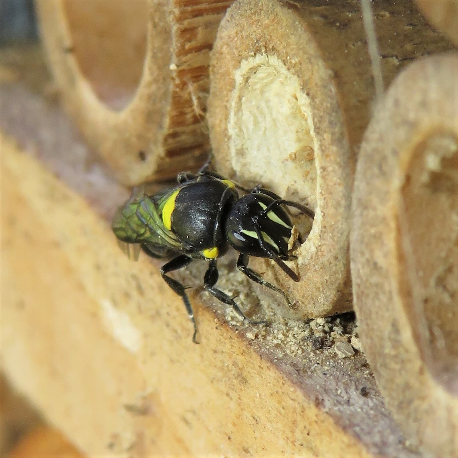 Cloudy Masked Bee (Hylaeus nubilosus), Wallaga Lake NSW © Deb Taylor